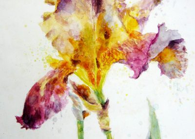 Time reshapes: Bearded Iris, paired with Undimmed by Christine De Luca
