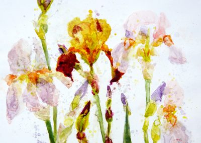 A conversation of petals: Irises, paired with Undimmed by Christine De Luca
